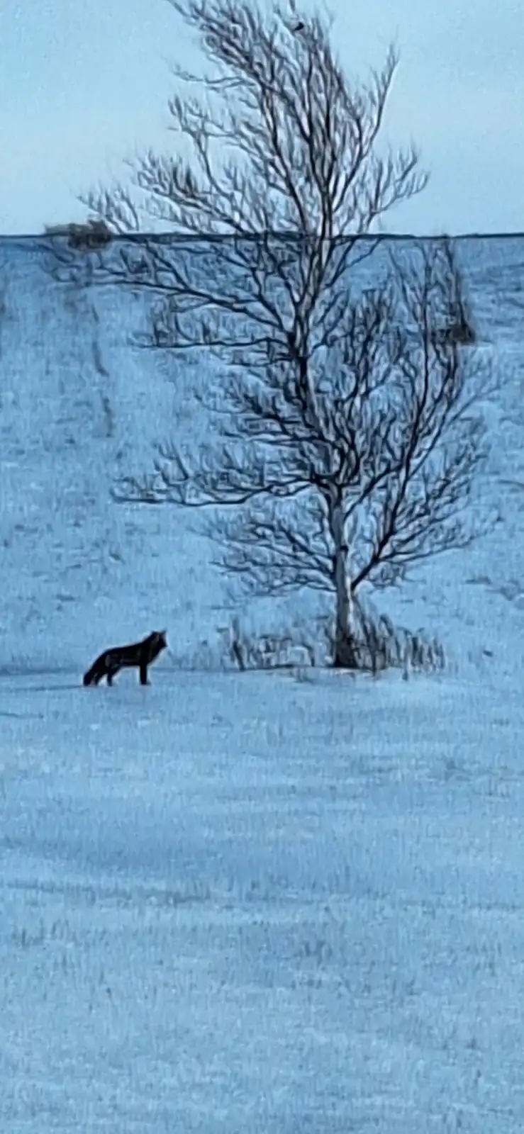 A lone fox stands in a snowy field, looking toward a bare tree against a pale blue sky. The image has a painterly, stylized…