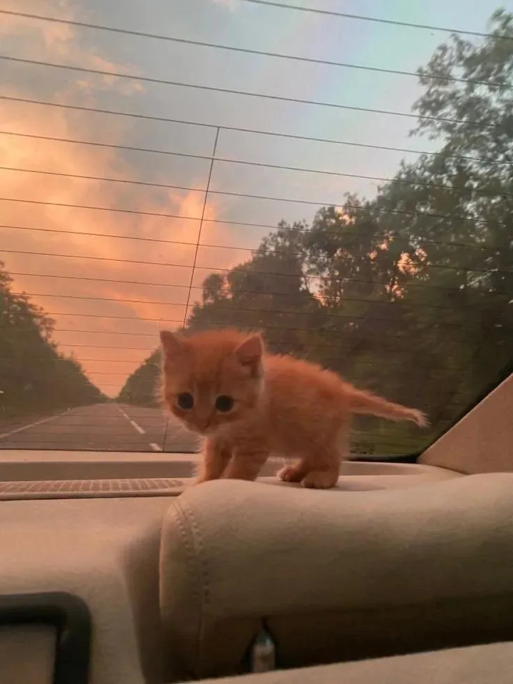 A small orange kitten stands on the headrest of a car seat, looking out the window at a scenic sunset road. The image has…