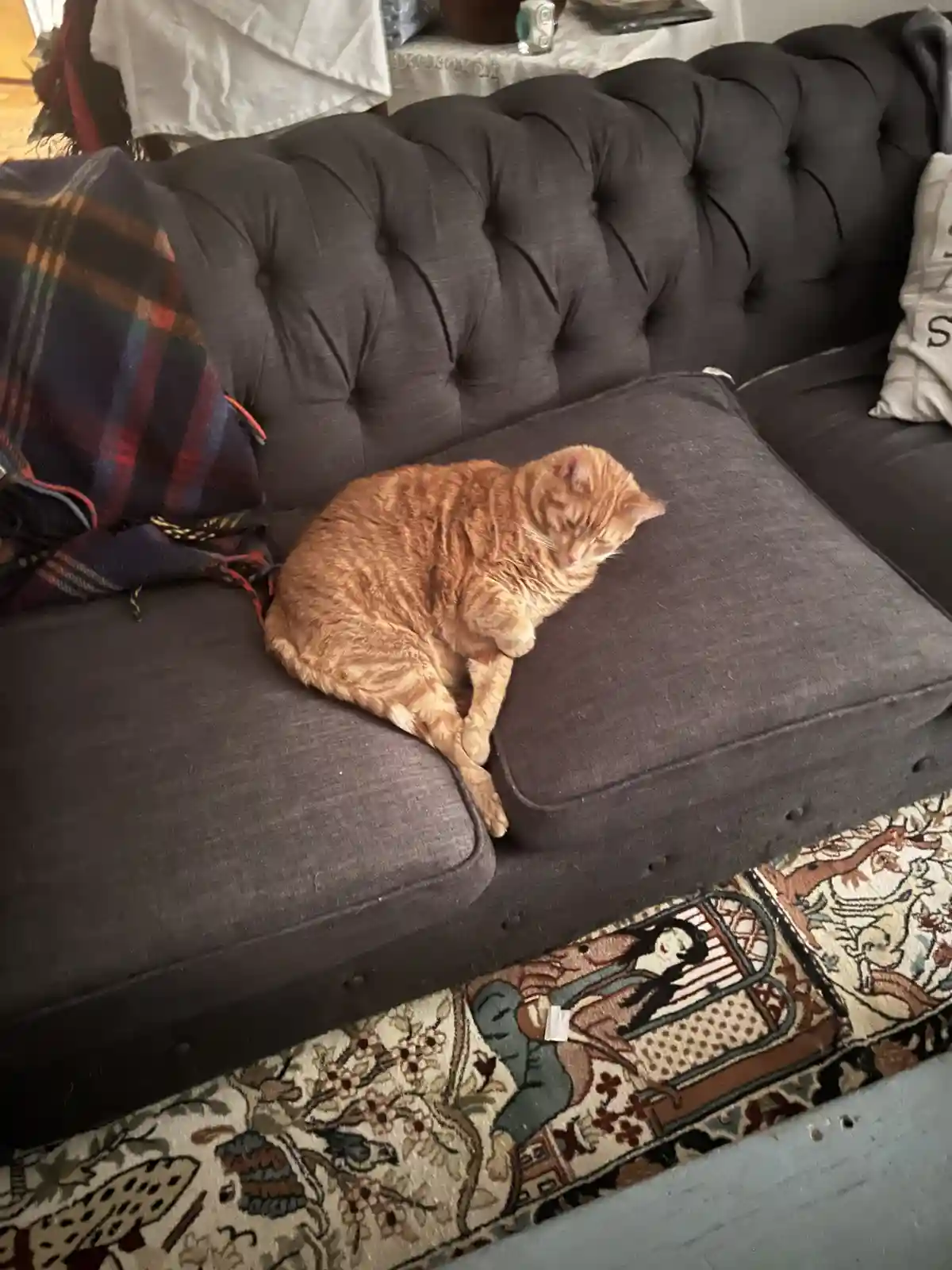 An orange tabby cat is curled up and sleeping on a dark gray tufted sofa, with one paw tucked under its body. A plaid…