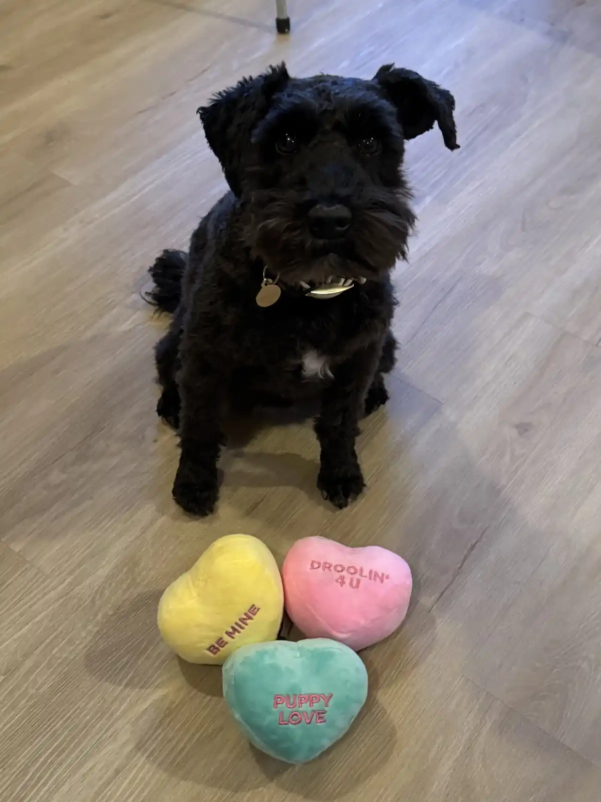 A black dog sits on a wooden floor looking at the camera, with three plush heart-shaped toys in front of it. The yellow…