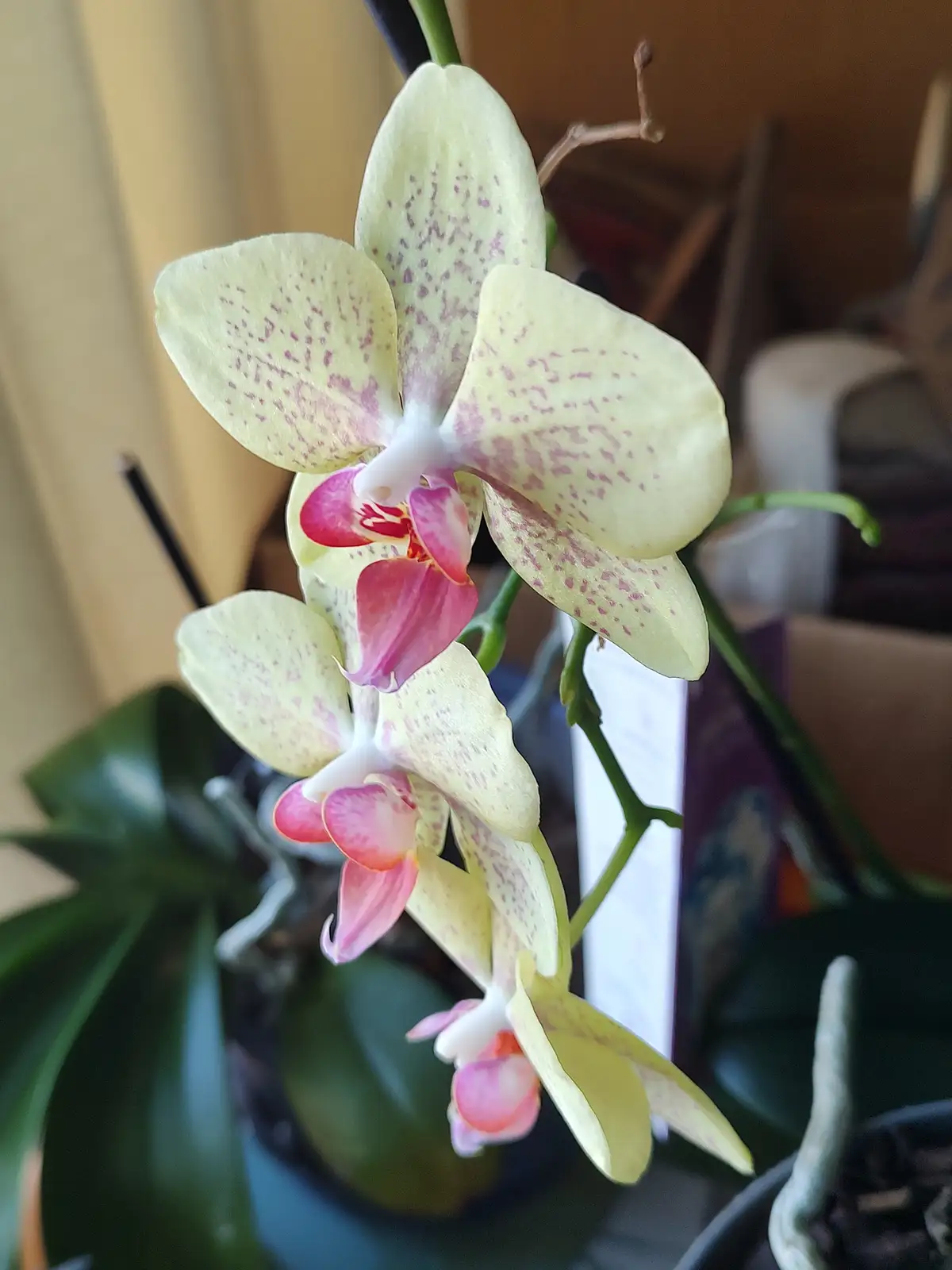 A close-up photo shows a blooming orchid with pale yellow petals speckled with pink dots and pinkish-red center petals…