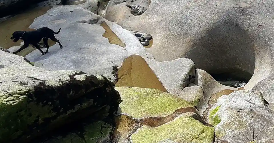 A black dog walks across smooth, light-gray river rocks that have patches of green moss and brown staining, resembling a…