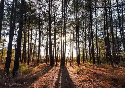 A serene forest scene with tall pine trees and sunlight filtering through the branches, casting long shadows on a dirt path…