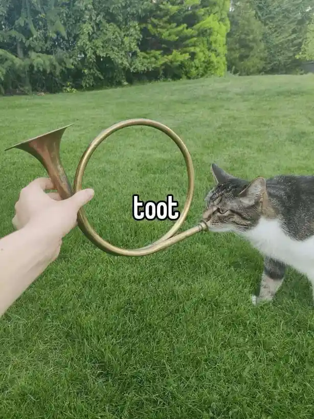 A person's hand holds a brass horn in a grassy yard, and a tabby cat with white paws is sniffing the mouthpiece. The word…