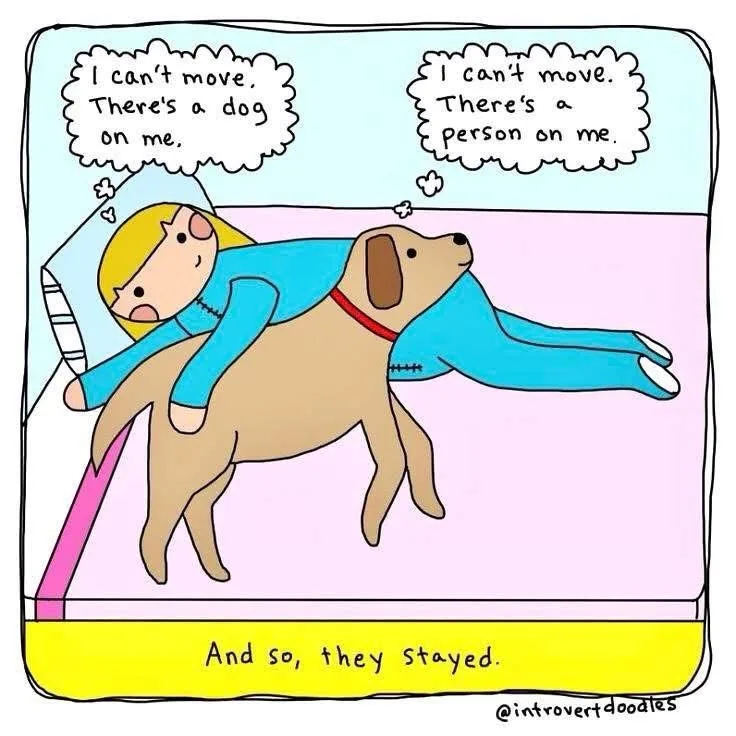 A cartoon depicts a person and a dog lying on a bed, each thinking they are being crushed by the other. The person has…