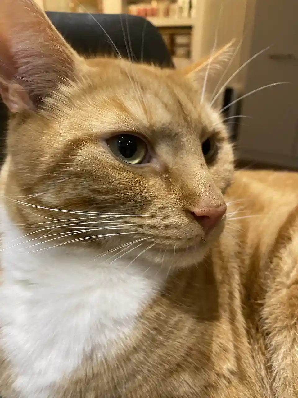 A close-up photo of an orange tabby cat with a white chest, looking off to the side with a bored or unimpressed expression…