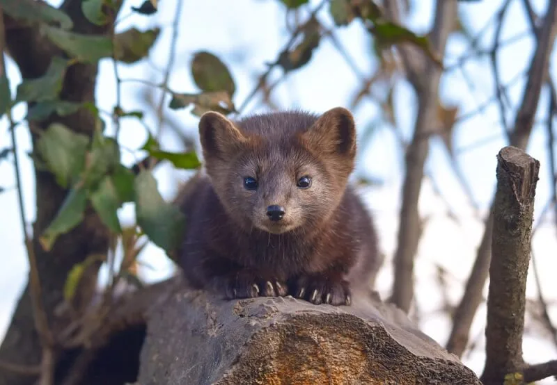 A small, dark-furred weasel with large, alert ears and bright eyes sits perched on a tree stump, looking directly at the…