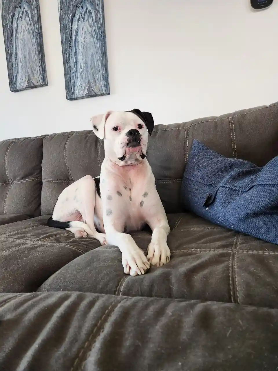A white dog with black spots and a black patch on its head sits on a brown couch, looking directly at the camera with a…