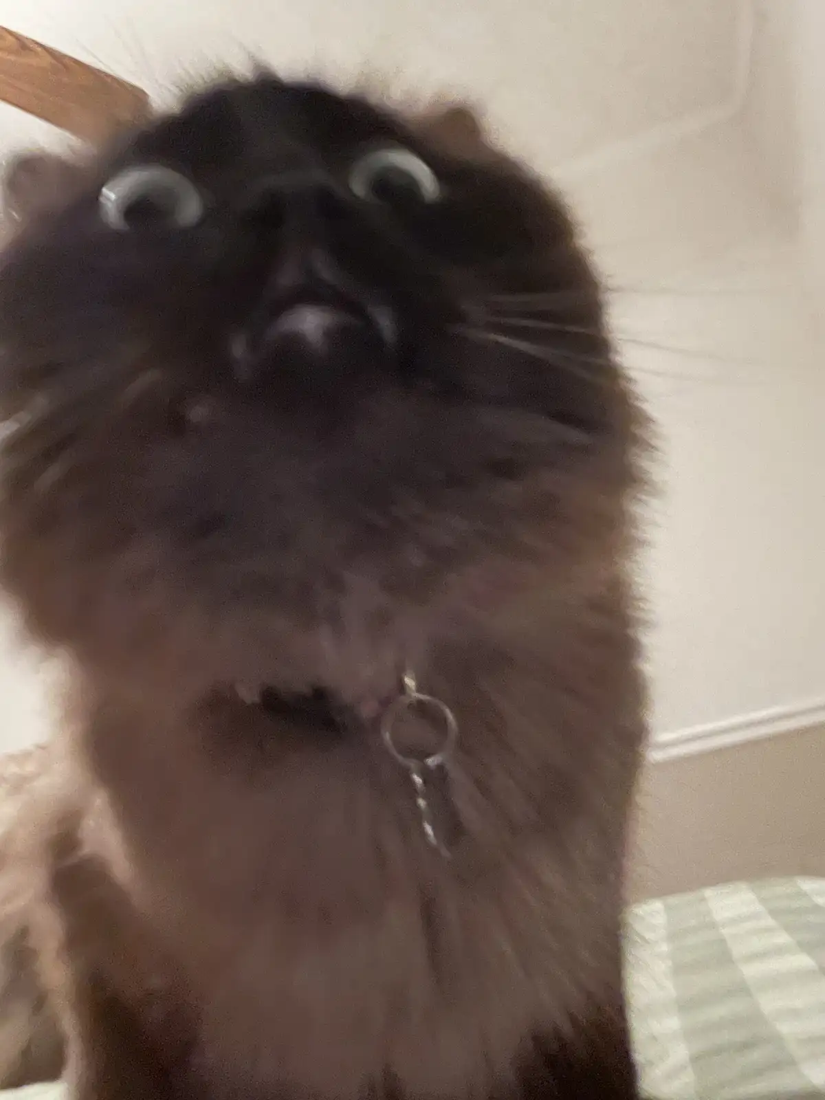 A blurry, close-up photo of a fluffy black cat looking upward with wide, startled eyes, wearing a collar with a tag. The…