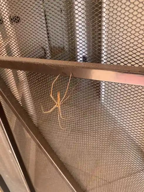 A slender, light-brown spider with long, thin legs is clinging to the metal frame of a mesh screen, positioned near the top…