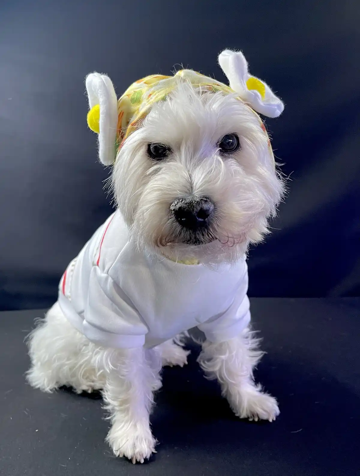 A small white fluffy dog sits against a dark background, wearing a white shirt and a colorful headband with two plush fried…
