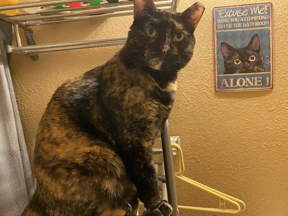 Celebrating Caturday with Feline Fun