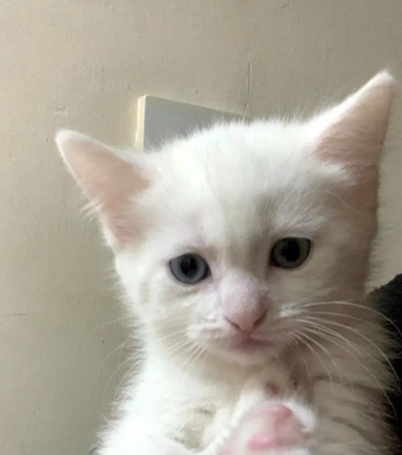 A close-up photo of a small white kitten with one blue eye and one green eye, looking directly at the camera with a slightly…