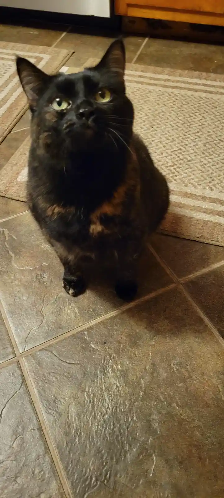 A black and brown tortoiseshell cat sits upright on a tiled kitchen floor, looking directly at the camera with wide…