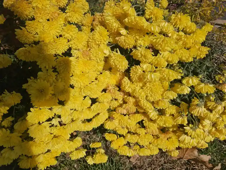 A dense cluster of bright yellow chrysanthemums fills the frame, with green stems and leaves visible beneath. The image is…