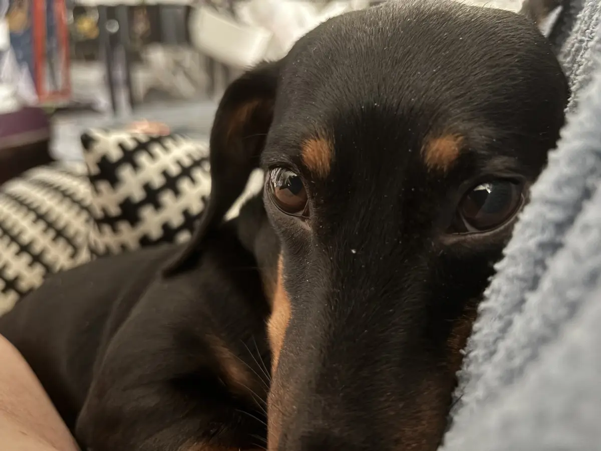 A close-up photo of a black and tan dachshund dog with large, expressive brown eyes looking directly at the camera…