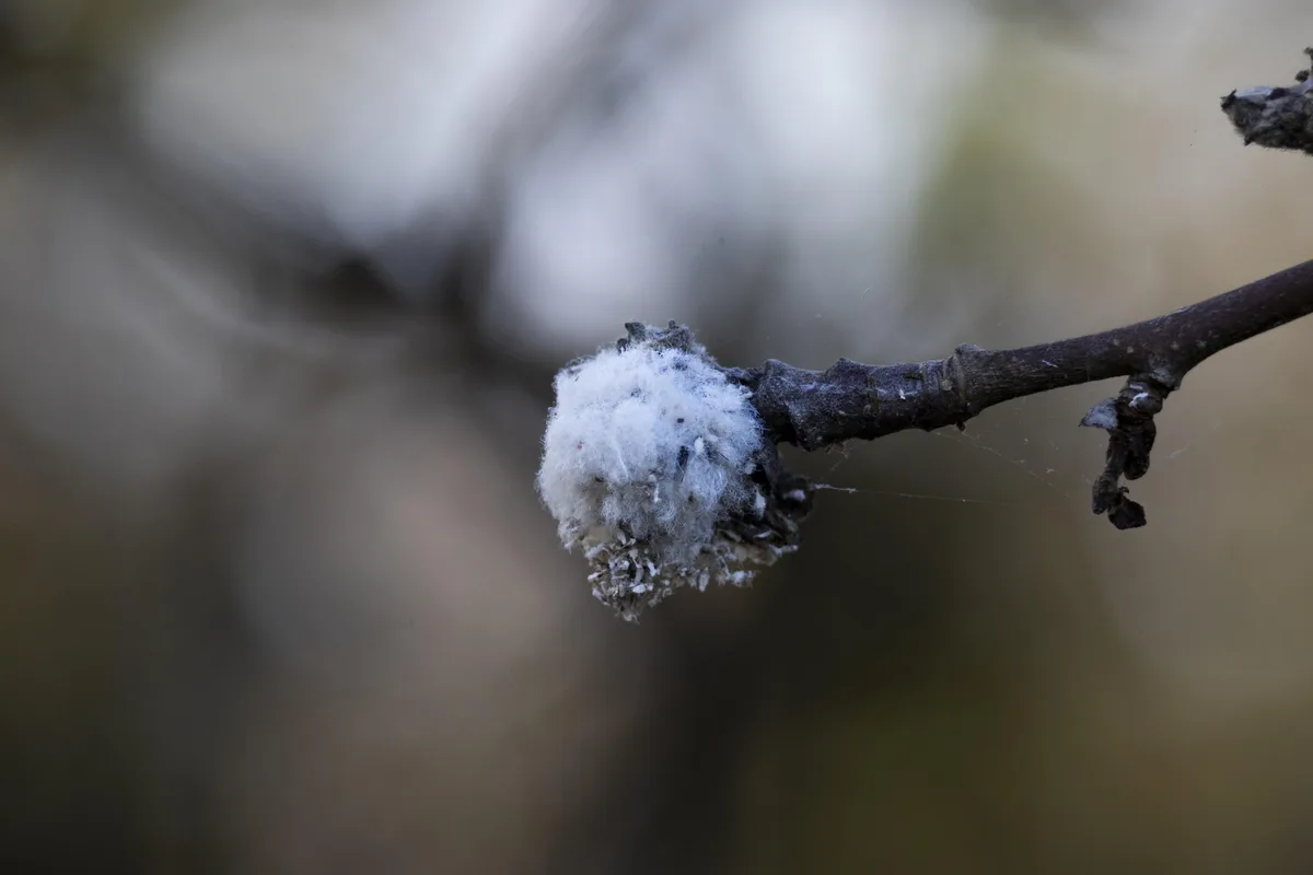 A close-up photograph shows a fluffy white cotton-like growth on a dark, textured tree branch, with a blurred natural…