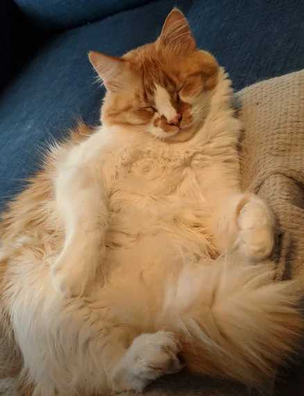 a fluffy orange and white cat is sleeping on its back on a blue couch, paws up, looking very relaxed. The text overlaid on…