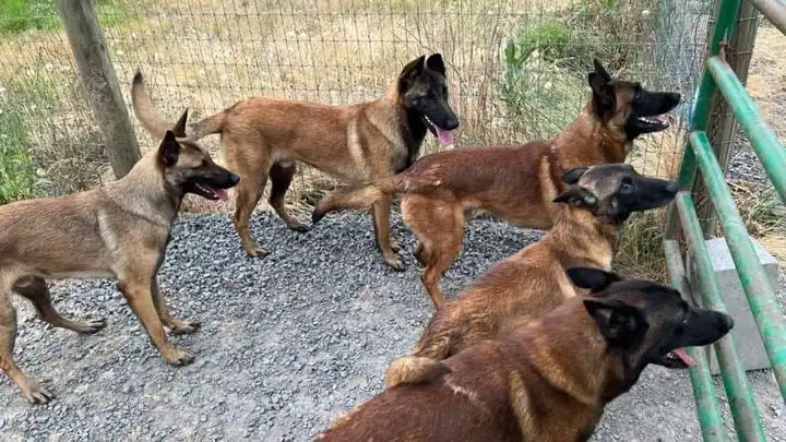 Five tan and black Belgian Malinois dogs stand alert in a gravel enclosure behind a green metal fence, all looking intently…