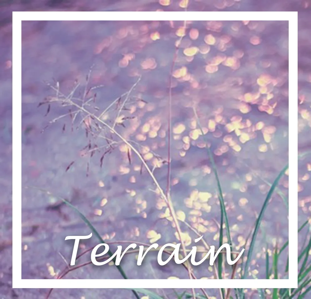 A softly blurred photograph of grasses and reeds against a dreamy purple and gold bokeh background, with the word 'Terrain'…