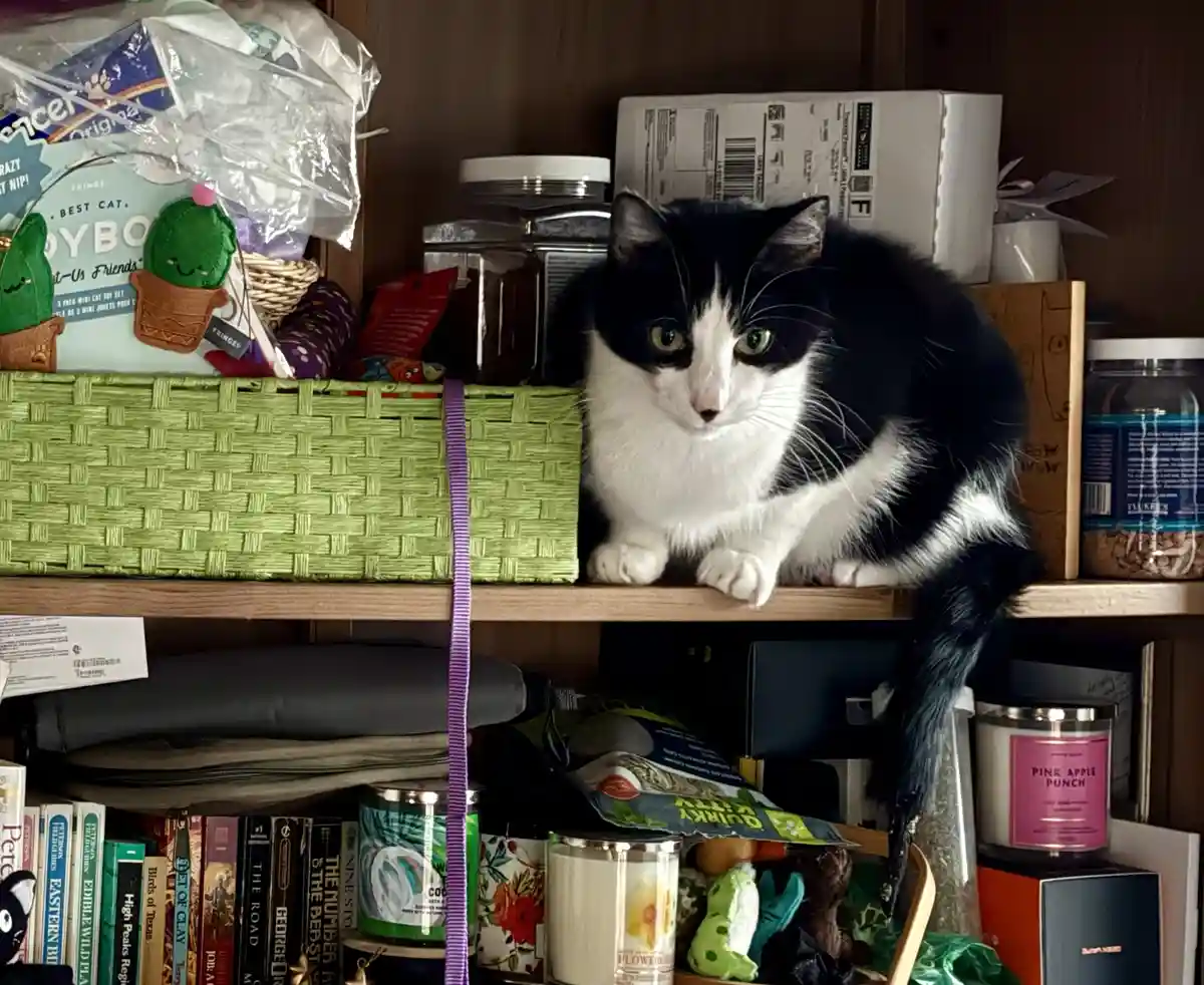 A black and white cat sits on a wooden shelf surrounded by clutter, including a green woven basket, cat toys, candles, and…