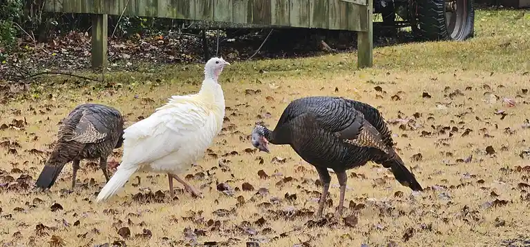 Three turkeys stand in a grassy yard scattered with fallen leaves; one is a strikingly white turkey, while two others are…