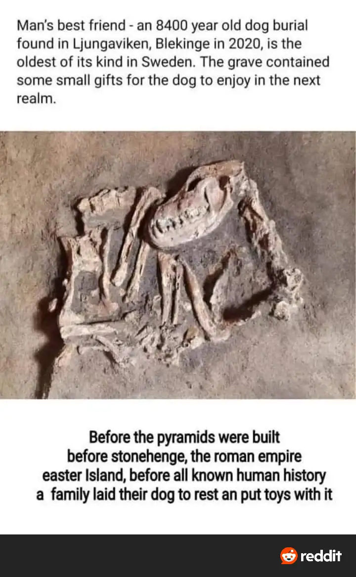 The image shows an ancient dog burial, with visible skeletal remains embedded in earth. Overlaid text at the top describes…