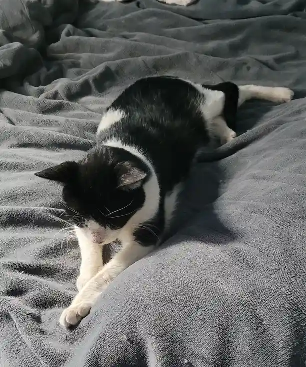 A black and white cat is lying on a gray blanket, stretching its front paw forward while its body is curled. The cat's head…