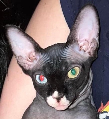 A hairless black cat with one green eye and one red eye, resting on a person's arm, has text overlaid that reads 'i'm not a…