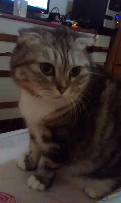 A tabby cat with wide, unimpressed eyes sits in a dimly lit room, looking directly at the camera with a bored expression…