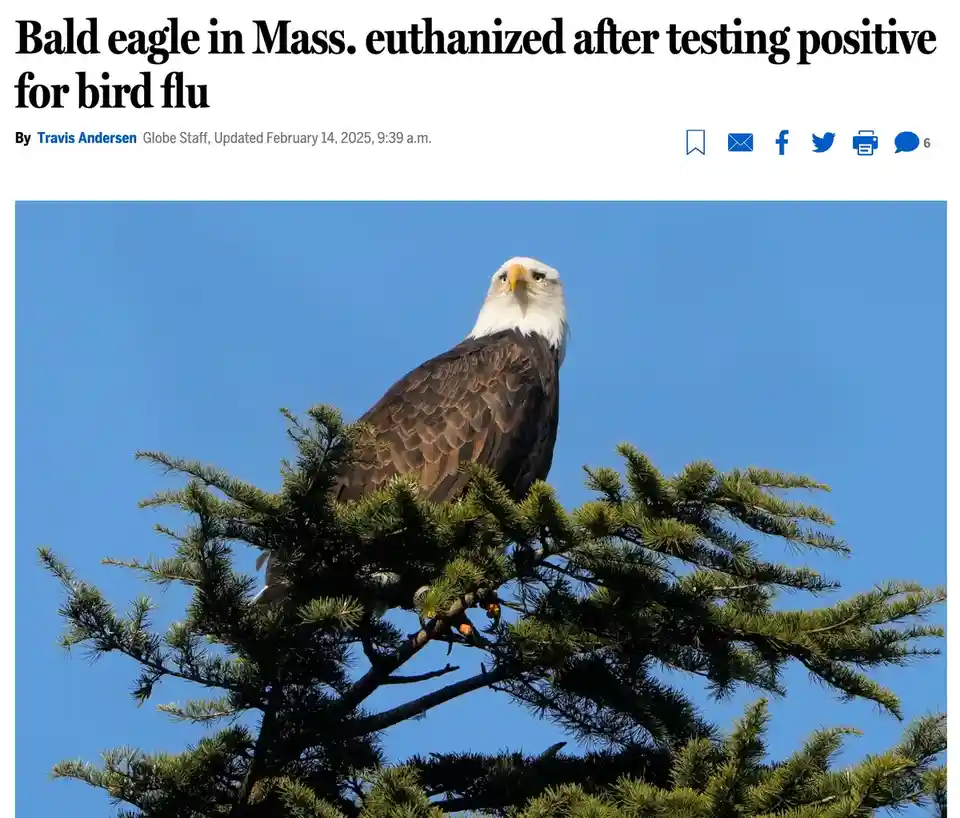 A bald eagle perched on the top of a pine tree against a clear blue sky, with a news article headline overlaid that reads…