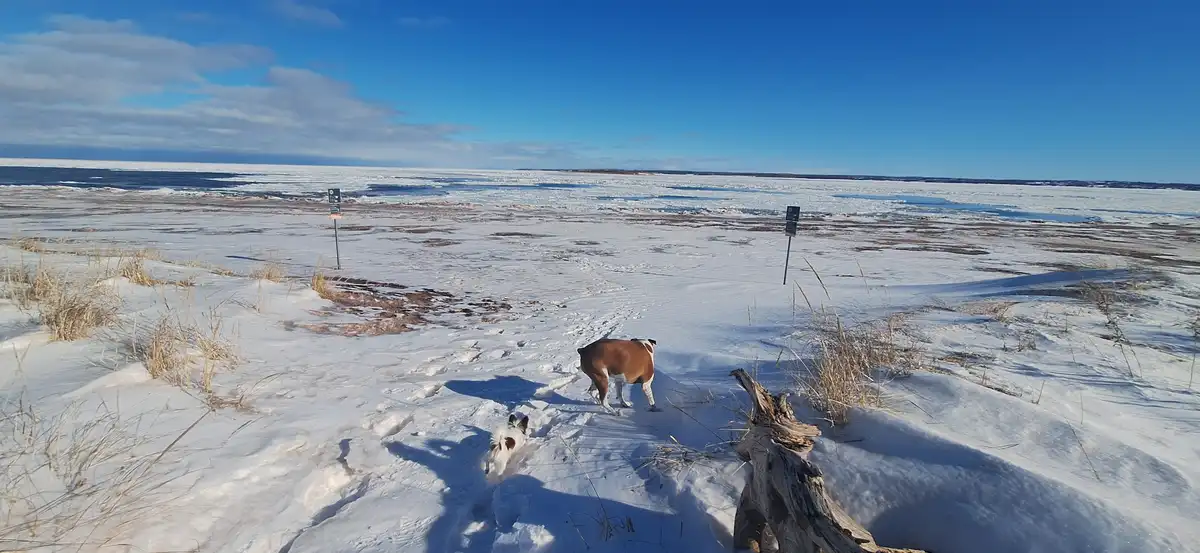 Two dogs, one brown and white and one small white with brown spots, walk through deep snow on a frozen beach with ice floes…