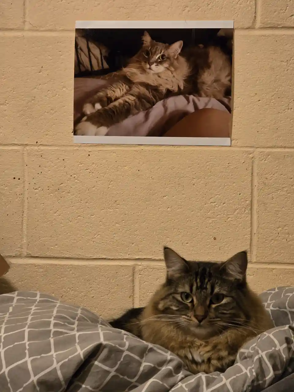 A fluffy tabby cat sits in bed under a grey and white patterned blanket, looking directly at the camera with a calm…
