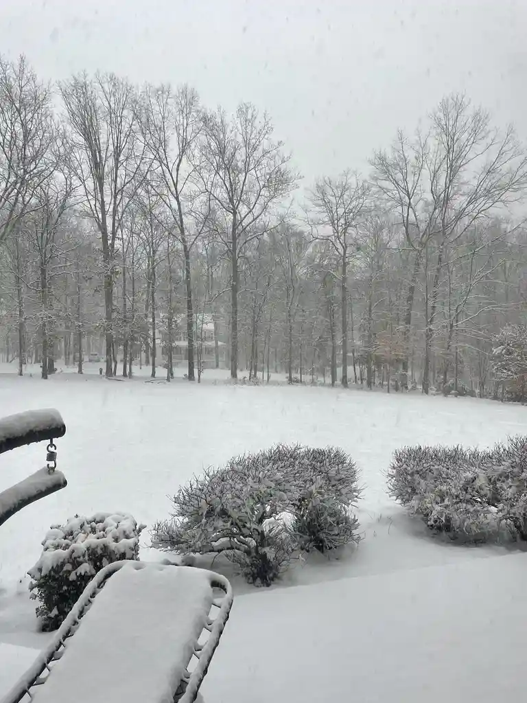 A snowy outdoor scene shows a yard blanketed in fresh snow, with snow-covered bushes and bare trees in the background under…