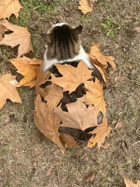 A tabby cat with white markings is lying on grass surrounded by brown maple leaves, with several large leaves arranged…
