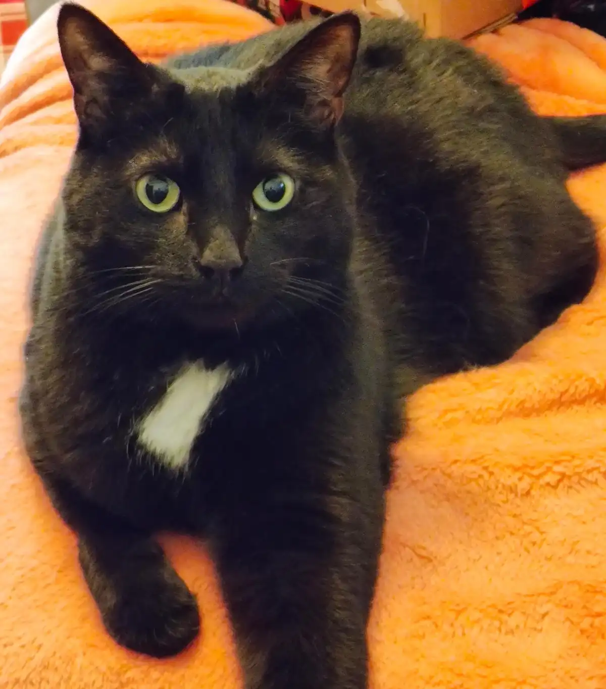 A black cat with bright green eyes and a distinct white patch on its chest is lying on a fluffy orange blanket, staring…