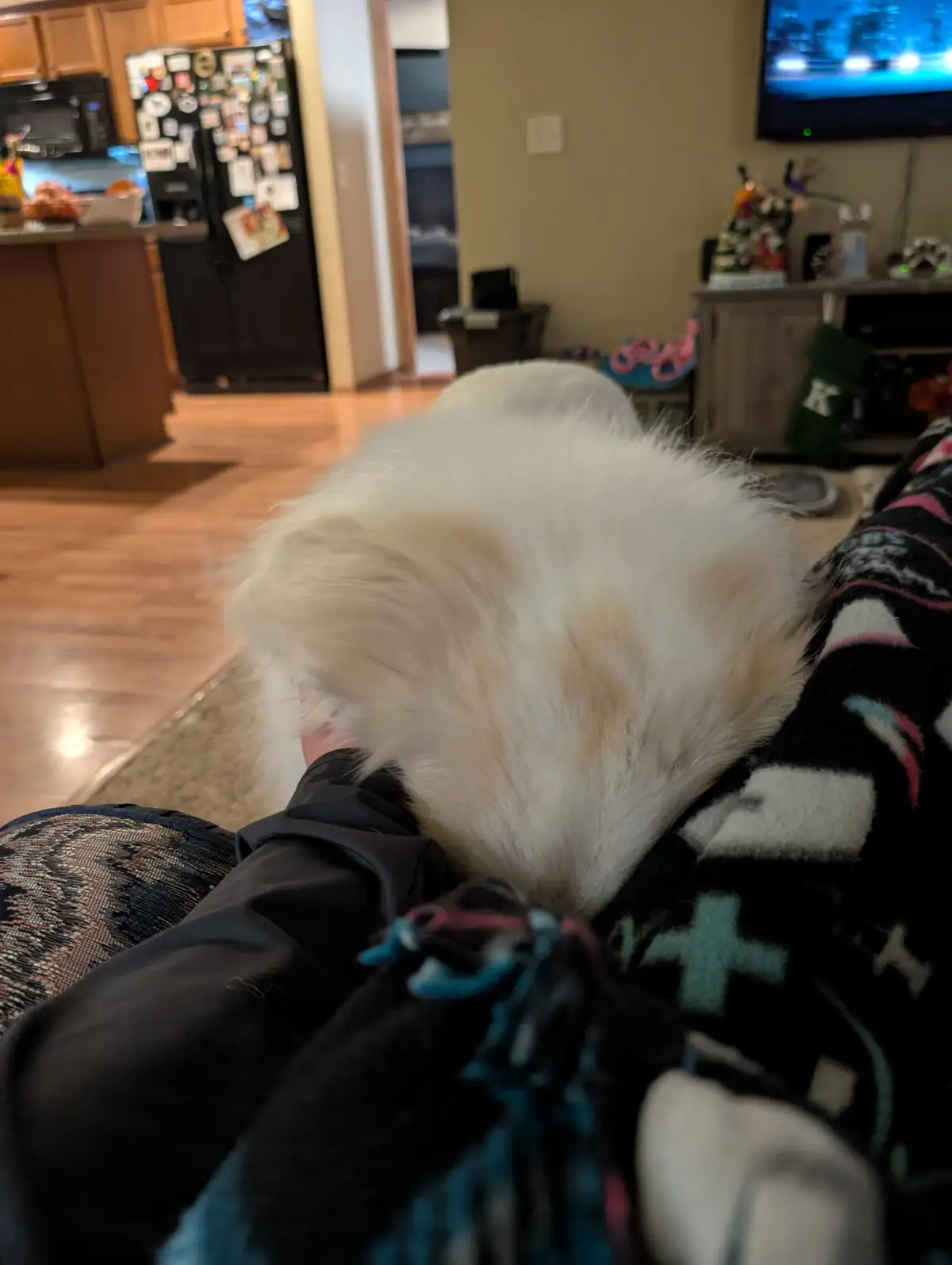 A fluffy white dog is curled up and sleeping on a person's lap, nestled under a patterned blanket in a cozy living room. The…
