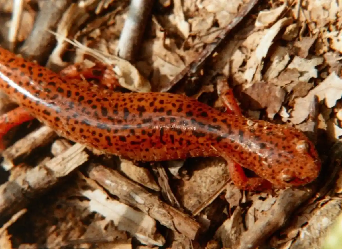 A close-up photo shows a reddish-orange salamander with black spots crawling on a bed of dry, brown leaves and twigs. The…