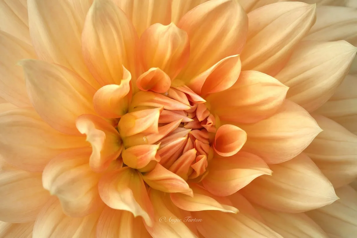 A close-up photograph of a peach-colored dahlia flower with layered, ruffled petals radiating from a dense center. The image…