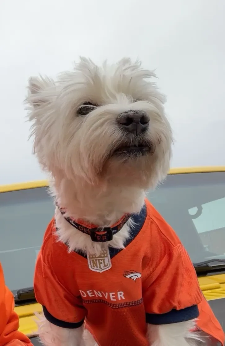 A small white dog with fluffy fur wears an orange Denver Broncos NFL jersey and looks upward with a bored, unimpressed…