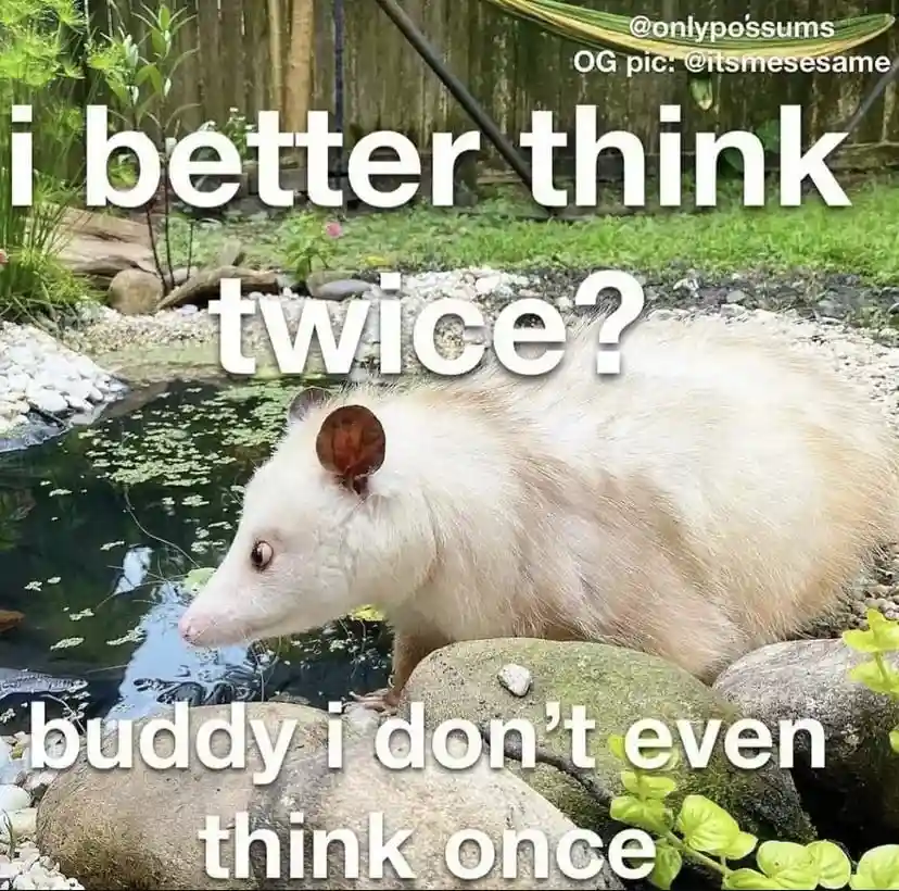 A white opossum stands on rocks beside a pond, looking cautiously at the water. Large white text overlays the image, reading…