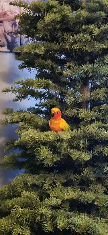 A small, colorful parrot with orange and yellow feathers perches calmly among the green needles of a coniferous tree. The…