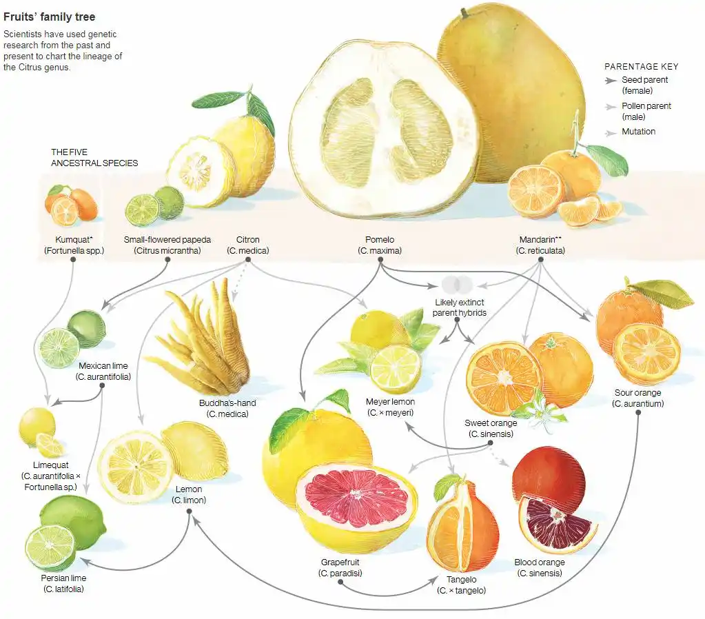 An illustrated family tree of citrus fruits showing ancestral species like kumquat and citron branching into modern fruits…