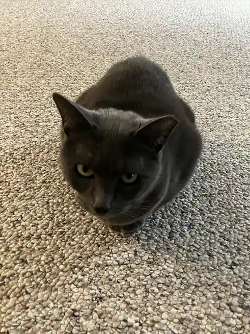 A gray cat with yellow eyes stares intently upward from a beige carpet, its expression conveying mild annoyance or…