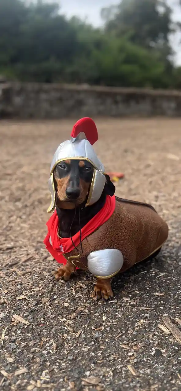 A dachshund is dressed in a Roman-style warrior costume, complete with a silver helmet with a red crest, a brown…