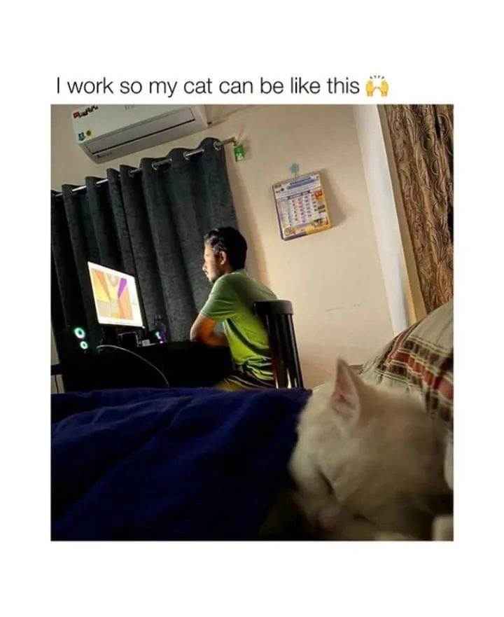 A person in a green shirt sits at a desk facing a computer monitor, appearing to work. In the foreground, a white cat is…