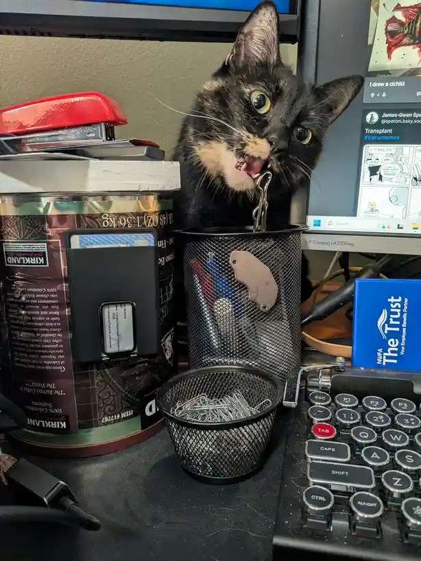A tortoiseshell cat with wide, startled eyes is biting a paperclip that's sticking out of a black mesh desk organizer. The…