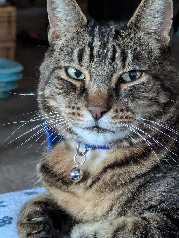 A close-up photo of a tabby cat with green eyes and a blue collar with a bell, staring directly at the camera with a…