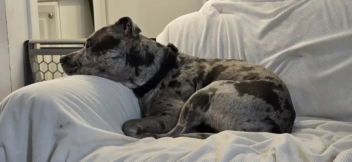 A large, gray and black spotted dog with a black collar is lying curled up on a white corduroy couch, looking off to the…