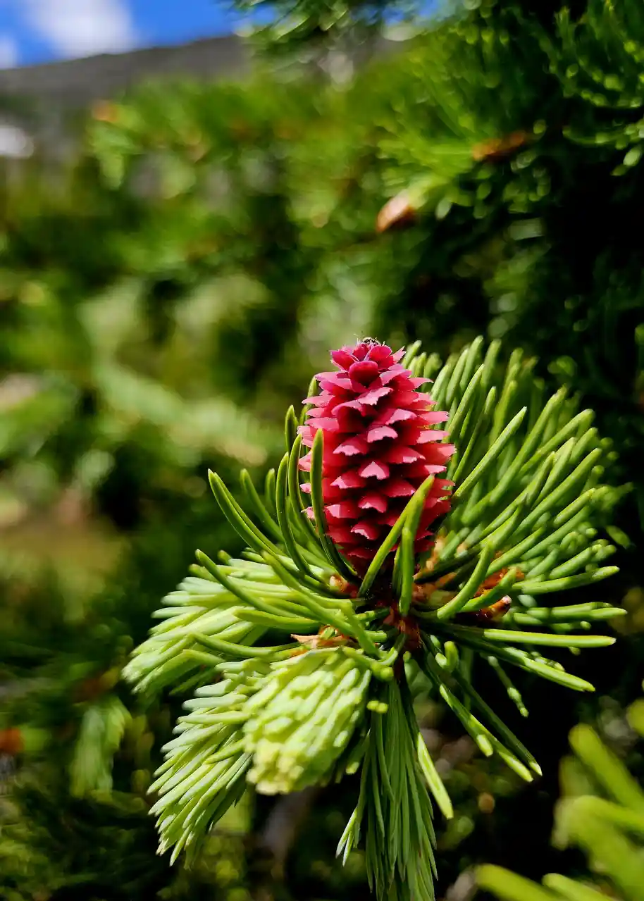 A close-up photograph shows a vibrant pink, cone-shaped pine cone emerging from a cluster of bright green pine needles. The…
